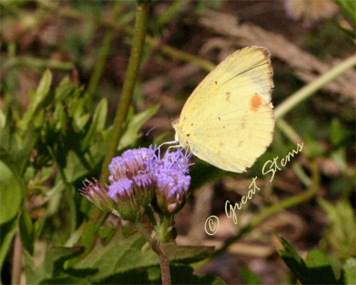 yellowbutterfly11-18-09.jpg