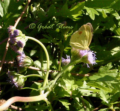 yellowbutterflyb11-18-09.jpg