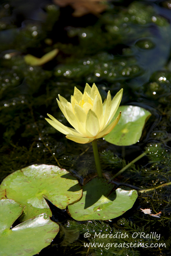 yellowwaterlilyb05-06-12.jpg