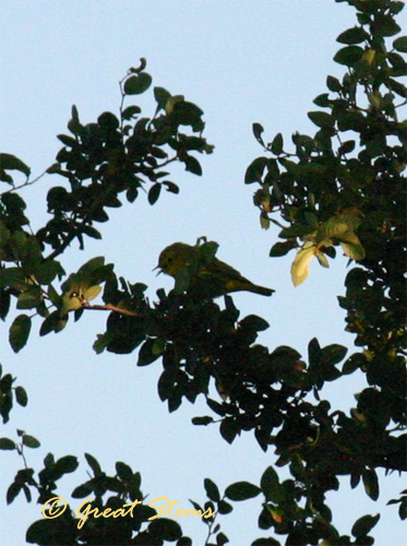 ylwwarbler04-28-11.jpg