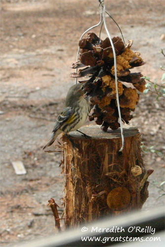 yrwarbler01-12-12.jpg