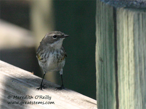 yrwarbler11-18-11.jpg