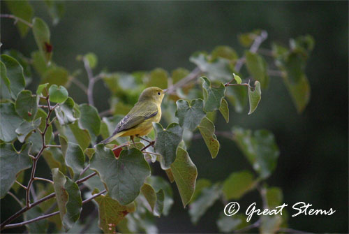 ywarbler09-16-11.jpg