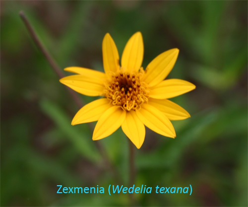 zexmenia06-15-09.jpg