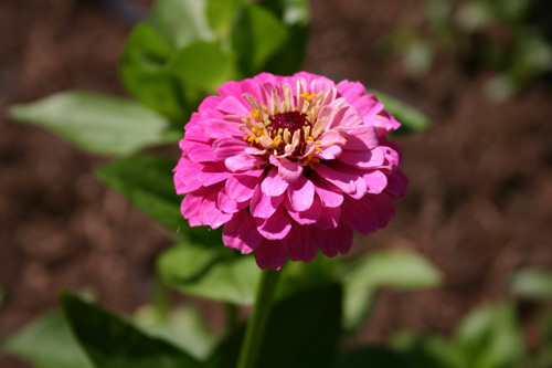 zinnia.jpg