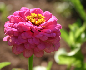 zinnia06-04-09.jpg