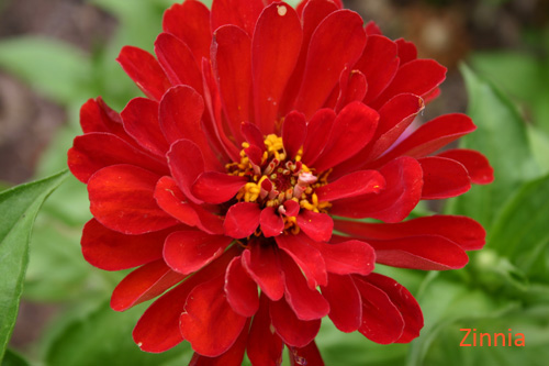 zinniaa06-15.jpg