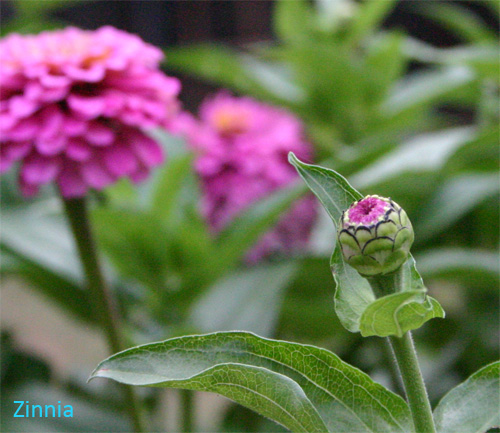 zinniab06-15.jpg