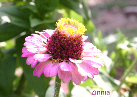 zinniac06-15.jpg