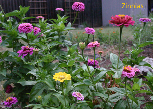 zinniad06-15.jpg