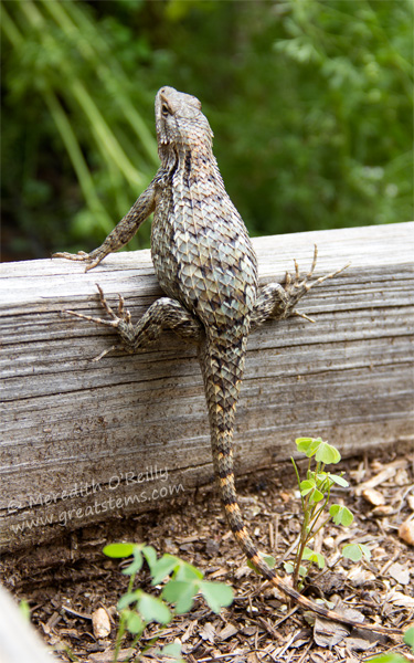 Types Of Garden Lizards In Texas Fasci Garden
